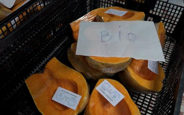 Vegyszermentes zöldségfélék Lukácsfalváról