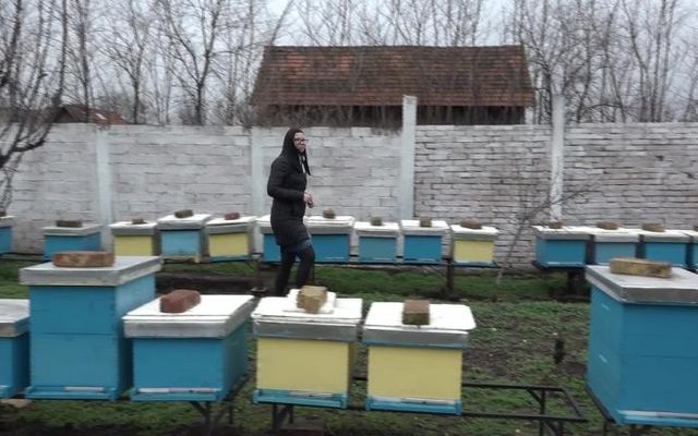 Fiatal lány a méhek között - Egy szép történet Tordáról