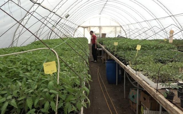 Gőzerővel folyik a munka a bánáti kertészetekben