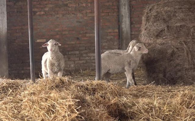 Most születnek a húsvéti bárányok