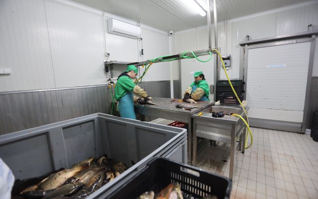 A Fish&Food, Szabó Árpád vállalkozó kiemelt jelentőségű közepes léptékű gazdasági fejlesztésének megtekintése