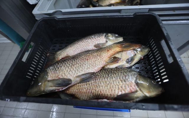 A Fish&Food, Szabó Árpád vállalkozó kiemelt jelentőségű közepes léptékű gazdasági fejlesztésének megtekintése