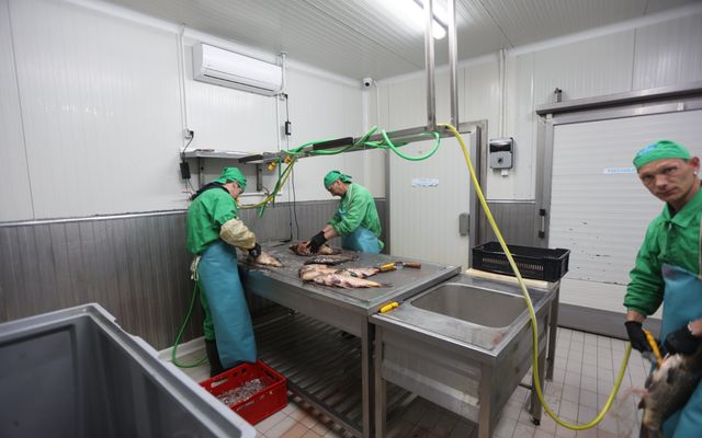 A Fish&Food, Szabó Árpád vállalkozó kiemelt jelentőségű közepes léptékű gazdasági fejlesztésének megtekintése