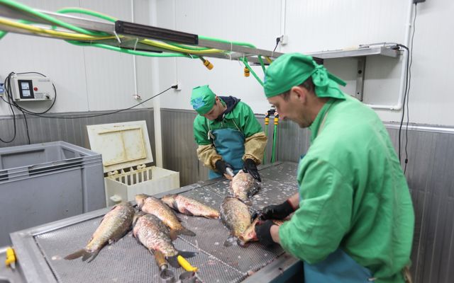 A Fish&Food, Szabó Árpád vállalkozó kiemelt jelentőségű közepes léptékű gazdasági fejlesztésének megtekintése
