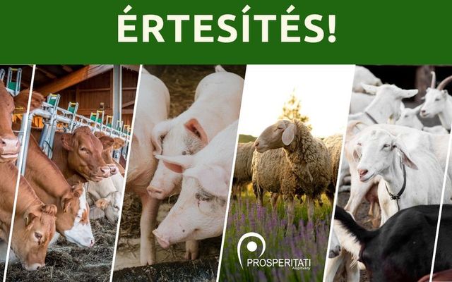 Értesítés
