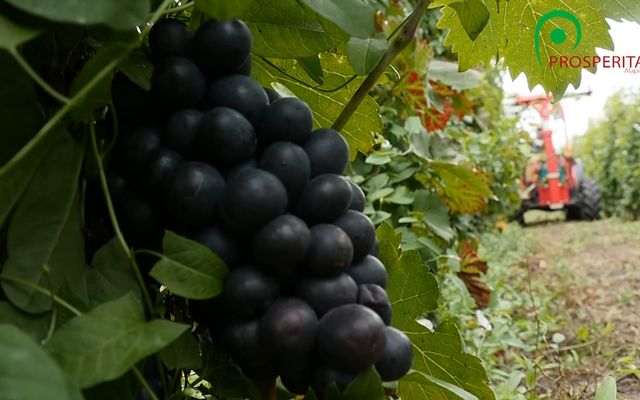 Eszközbeszerzés, kamattámogatás – Dibonis Winery, Szabadka (videó)