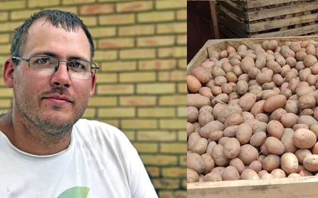 A homokon termett krumpli szebb