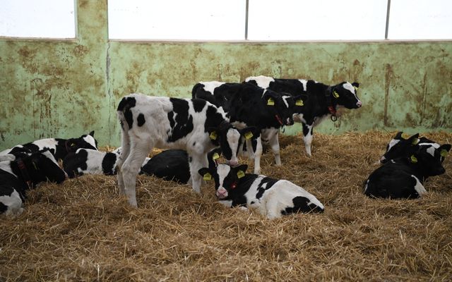 Balassa farm kiemelt jelentőségű közepes- és nagyléptékű gazdasági fejlesztés ünnepélyes átadása