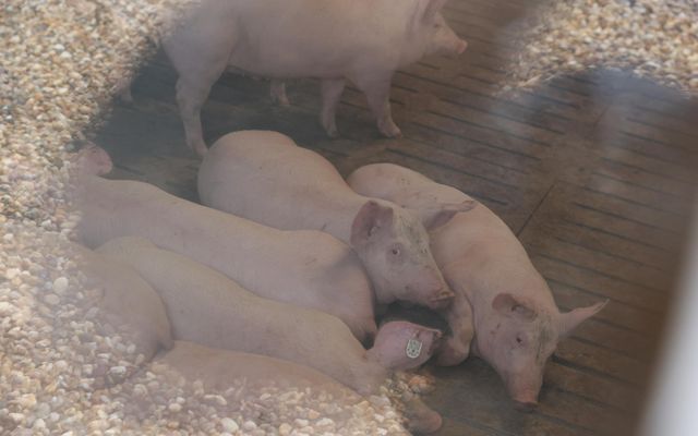 A felsőhegyi precíziós sertéstelep kiemelt jelentőségű, nagy léptékű mezőgazdasági fejlesztés ünnepélyes átadása 