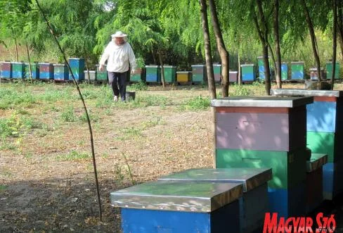 Kelendőbb a méz, kisebb a hozam
