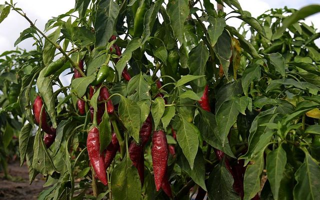 Törökkanizsa, a fűszerpaprika hazája 