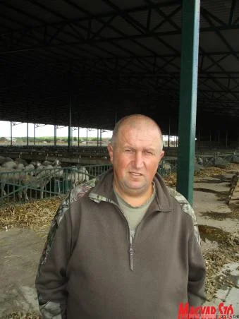 Mely piacokra kerülnek a vajdasági bárányok?