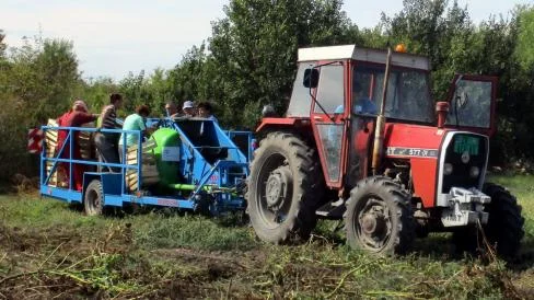Összefogtak a bánáti kertészek