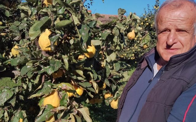Locsolás nélkül a birs sem termett volna jól idén 