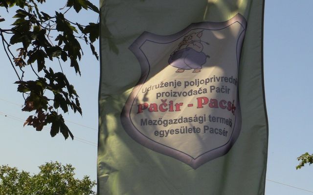 Sertéskiállítás és Prosperitati gépbemutató Pacséron (képek)