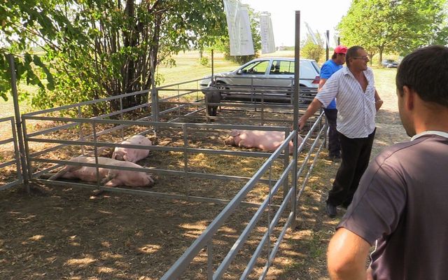Sertéskiállítás és Prosperitati gépbemutató Pacséron (képek)