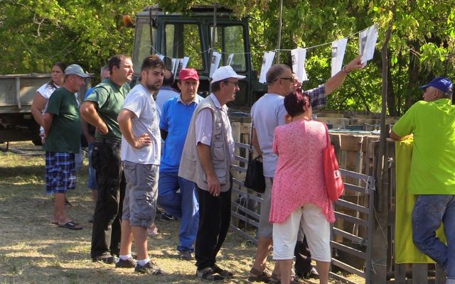 Sertéskiállítás és Prosperitati gépbemutató Pacséron (képek)
