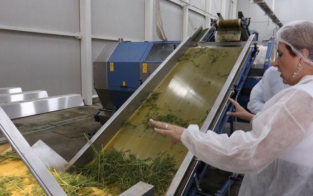 Kiemelt jelentőségű nagyléptékű mezőgazdasági fejlesztés – a Geneza Kft. második gyárüzemének hivatalos megnyitója (képek)
