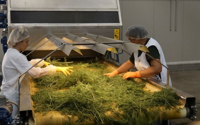 Kiemelt jelentőségű nagyléptékű mezőgazdasági fejlesztés – a Geneza Kft. második gyárüzemének hivatalos megnyitója (képek)
