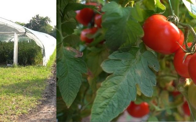 Több mint két évtized a zöldségtermesztésben – a hertelendyfalvi Vargáék története