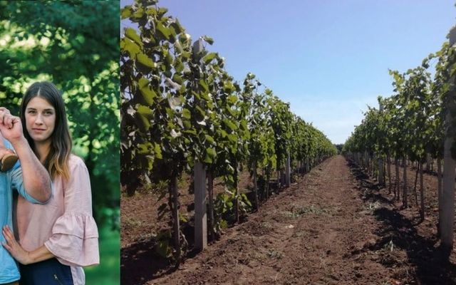 A szőlő megnyugtat, és türelemre tanít