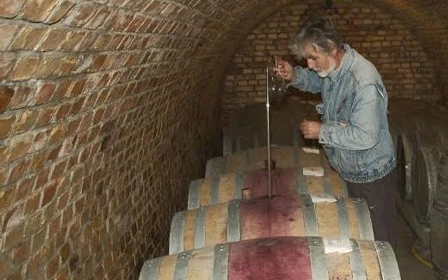 Somogyi Pincészet, Nagybecskerek